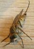 Thereva sp.